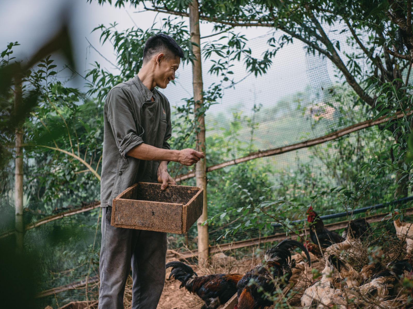 Trang Trại Gà Hạnh Phúc